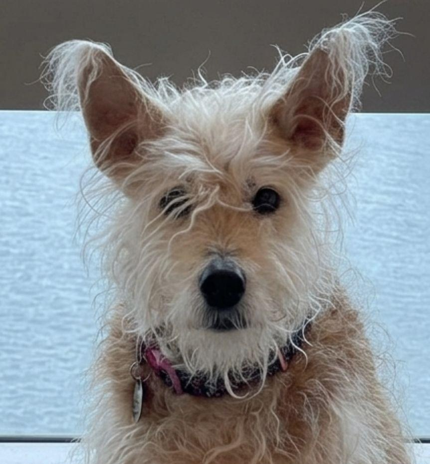 Nikki, a small light-tan dog facing the camera
